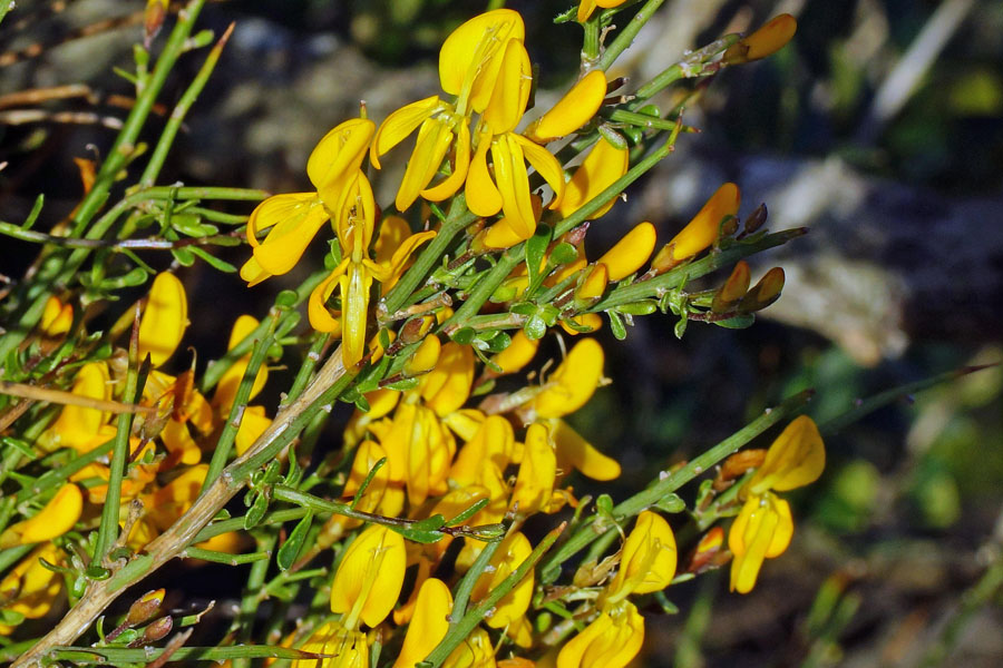 Genista cadasonensis / Ginestra della Sardegna